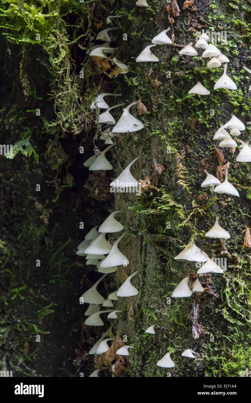 Weiße Champignons an einem Baum hängen Stockfoto