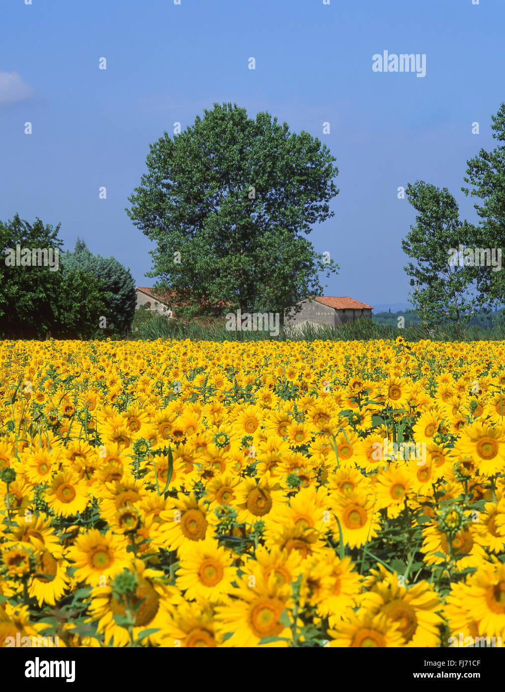 Feld von Sonnenblumen, Alpes-Maritimes, Provence-Alpes-Côte d ' Azur, Frankreich Stockfoto