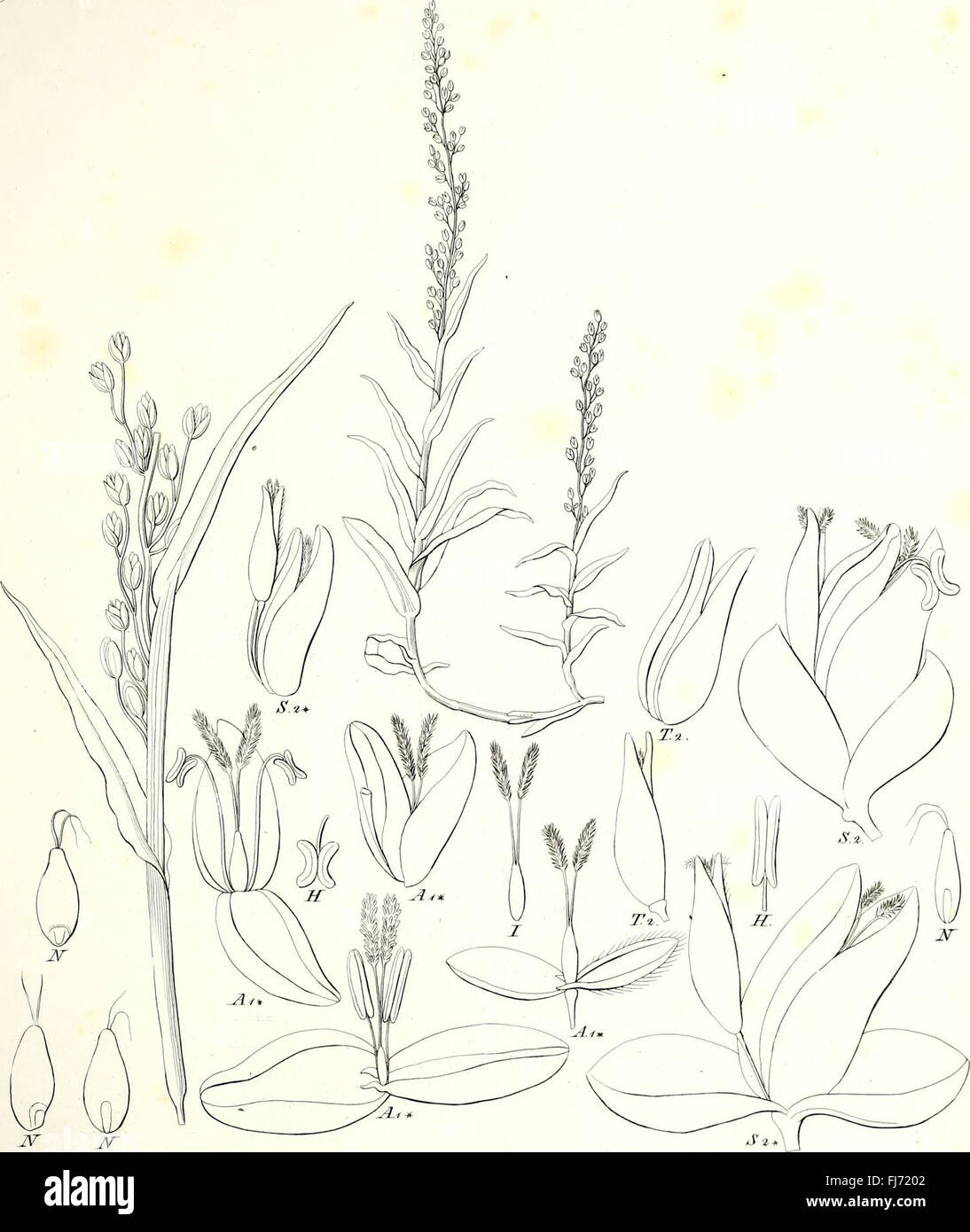 Iconographia Generum Plantarum (1838) Stockfoto