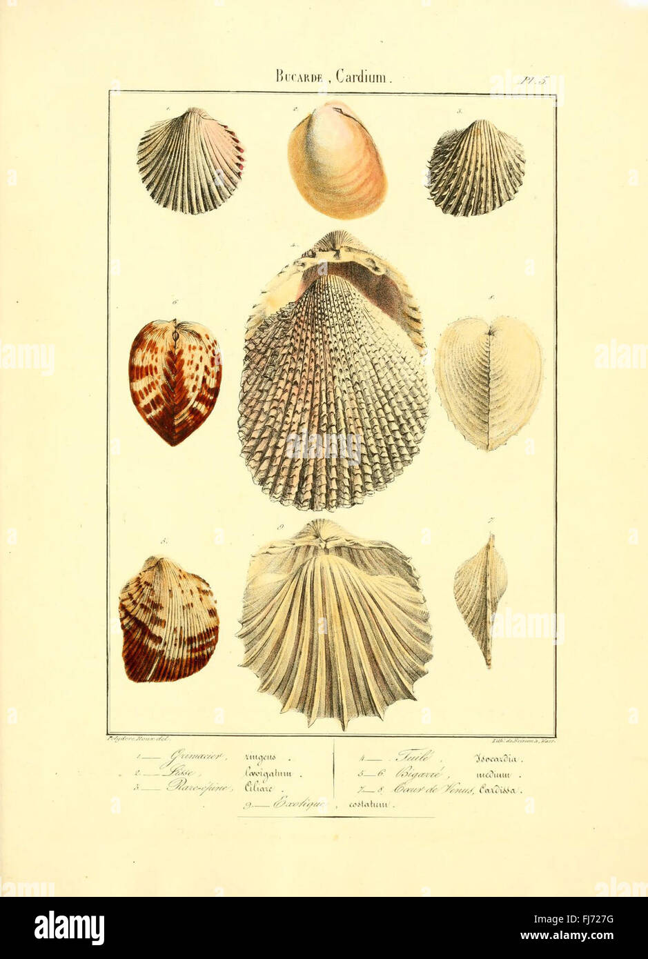 Diese Sammlung von lithographischen und farbigen Platten, die im französischen Archiv untergebracht sind, zeigt eine Vielzahl von Meeresmuscheln. Die detaillierten konchologischen Darstellungen tragen zur wissenschaftlichen Forschung über die Taxonomie der Weichtiere, die Identifizierung von Muscheln und die biologische Vielfalt der Meere bei und unterstützen die Erhaltung und Untersuchung seltener Muschelarten. Stockfoto