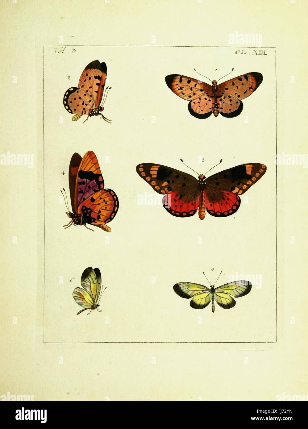 Illustrationen für Naturgeschichte (Bd. III, Platte XIII) Stockfoto