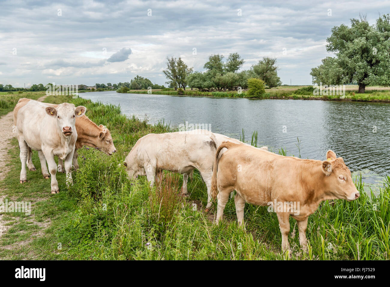 Rinder weiden auf einer Wiese in den Fens am Fluss Great Ouse bei Ely, bekannt als Fenland, Cambridgeshire, England Stockfoto