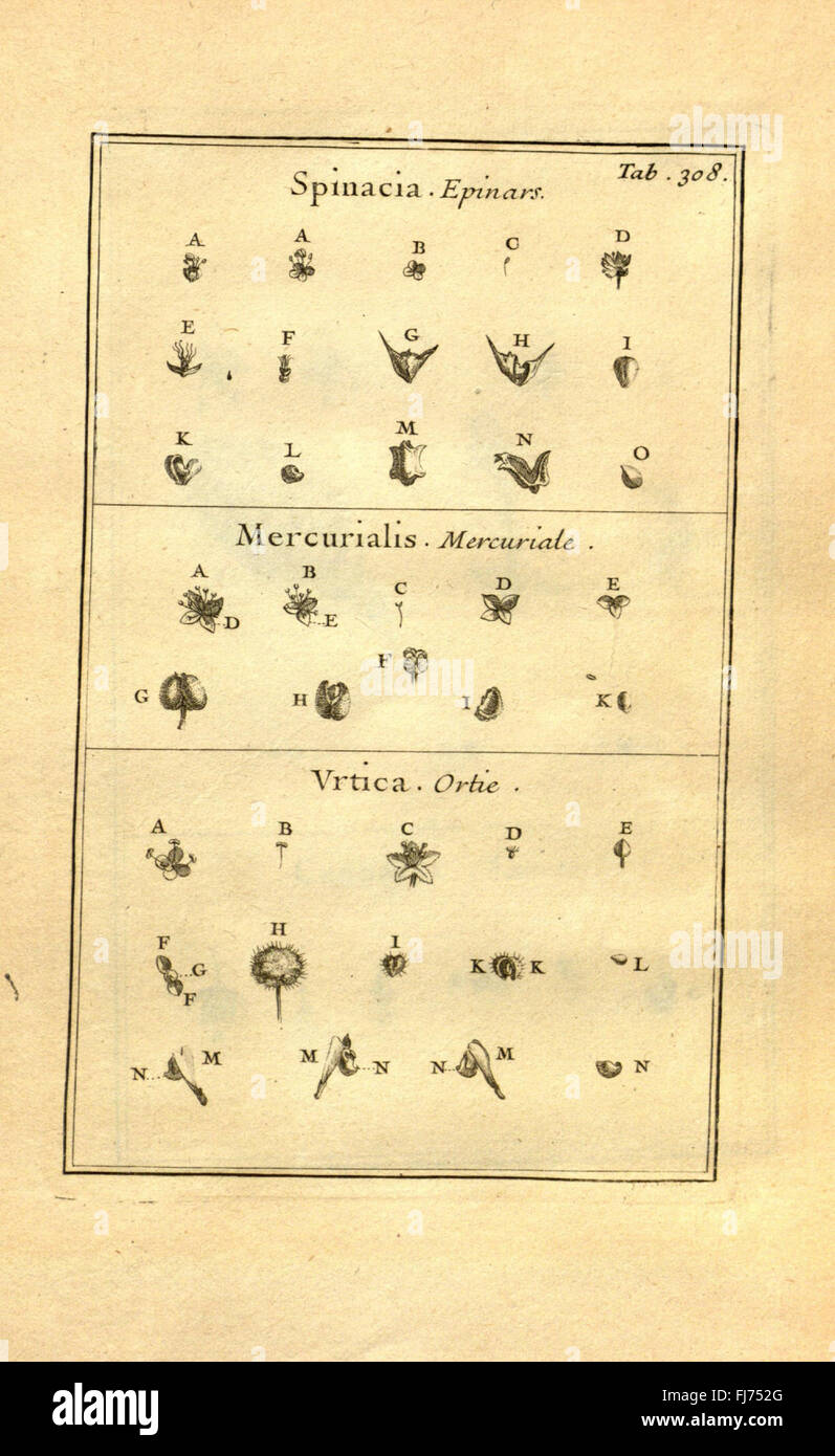 Die Arbeit von Joseph Pitton Tournefort über die Institutionen der Kräuterforschung, mit botanischer Platte 308. Stockfoto
