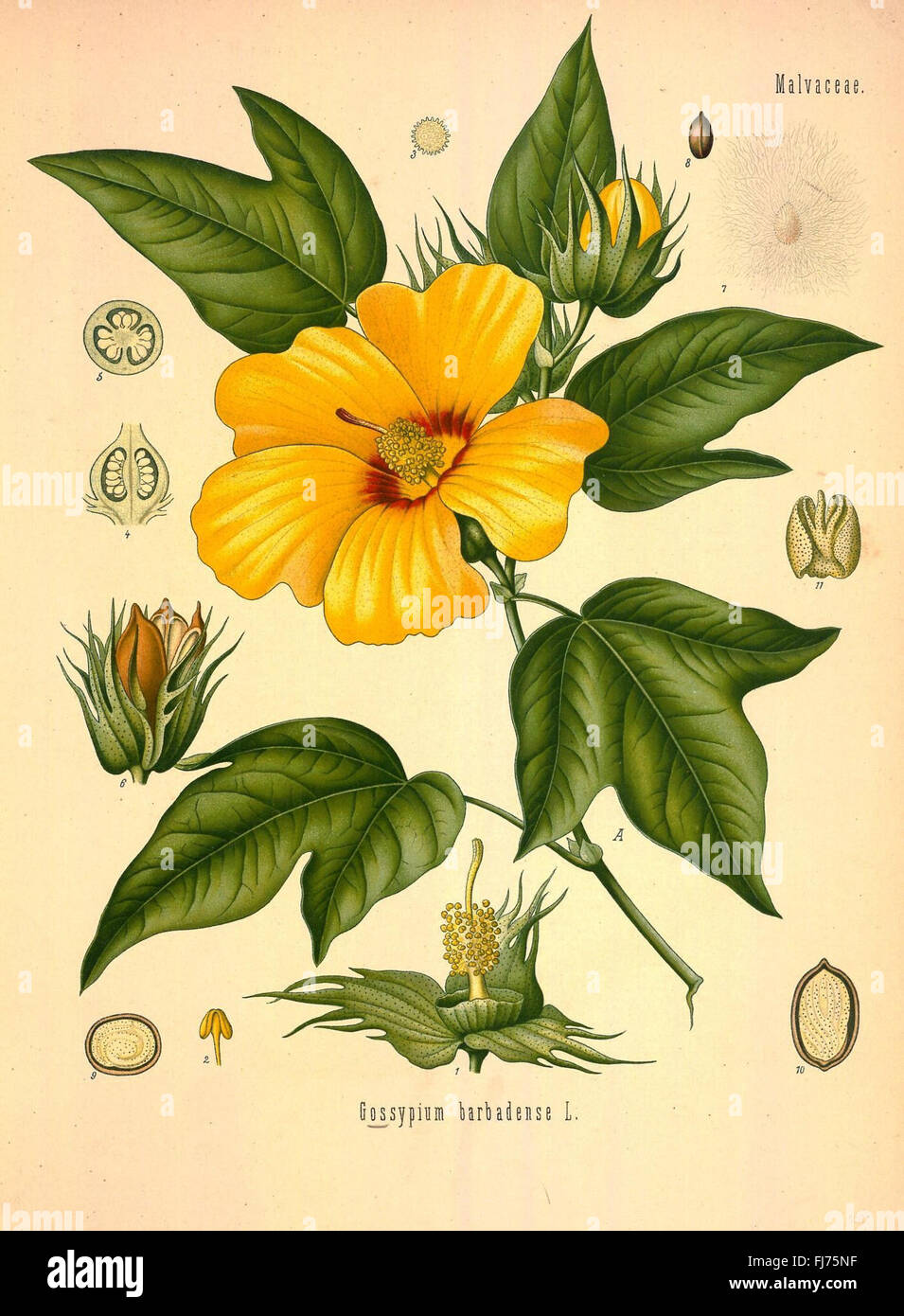 KC3B6hler der Medizinal-Pflanzen in Naturgetreuen Abbildungen Mit Kurz erlC3A4uterndem Texte (Platte 158) Stockfoto