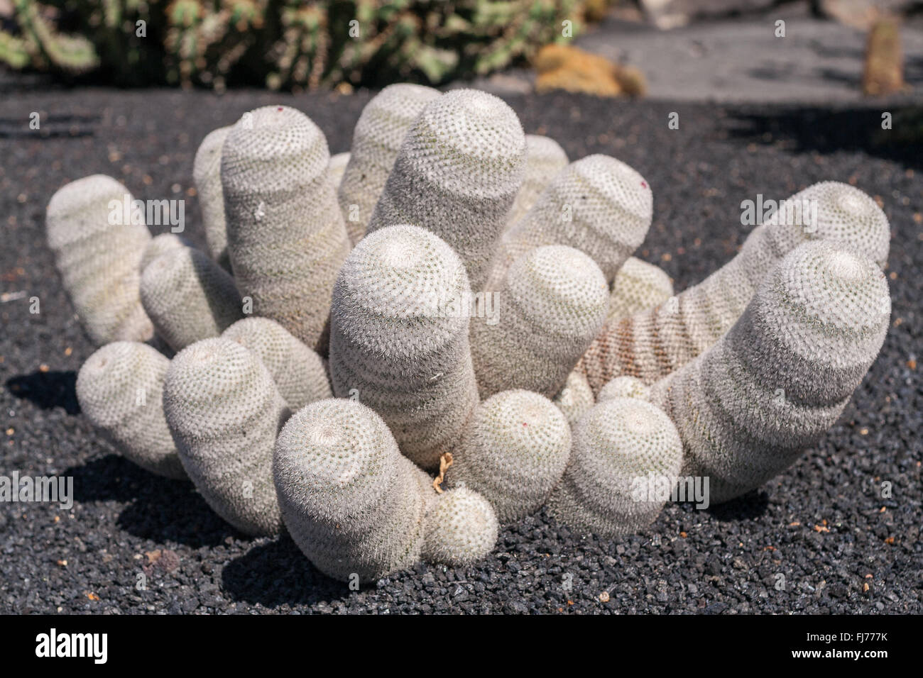 weißen Kaktus auf vulkanische Sandboden Stockfoto