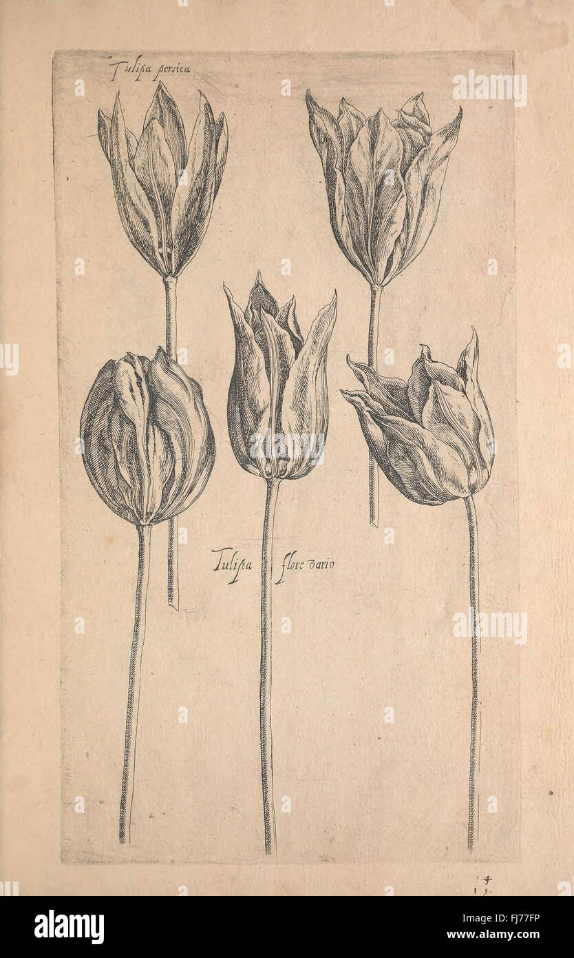 Le Jardin du Roy Tres Chrestien, Loys XIII, Roy de France et de Navare (Abb. 14-16) Stockfoto