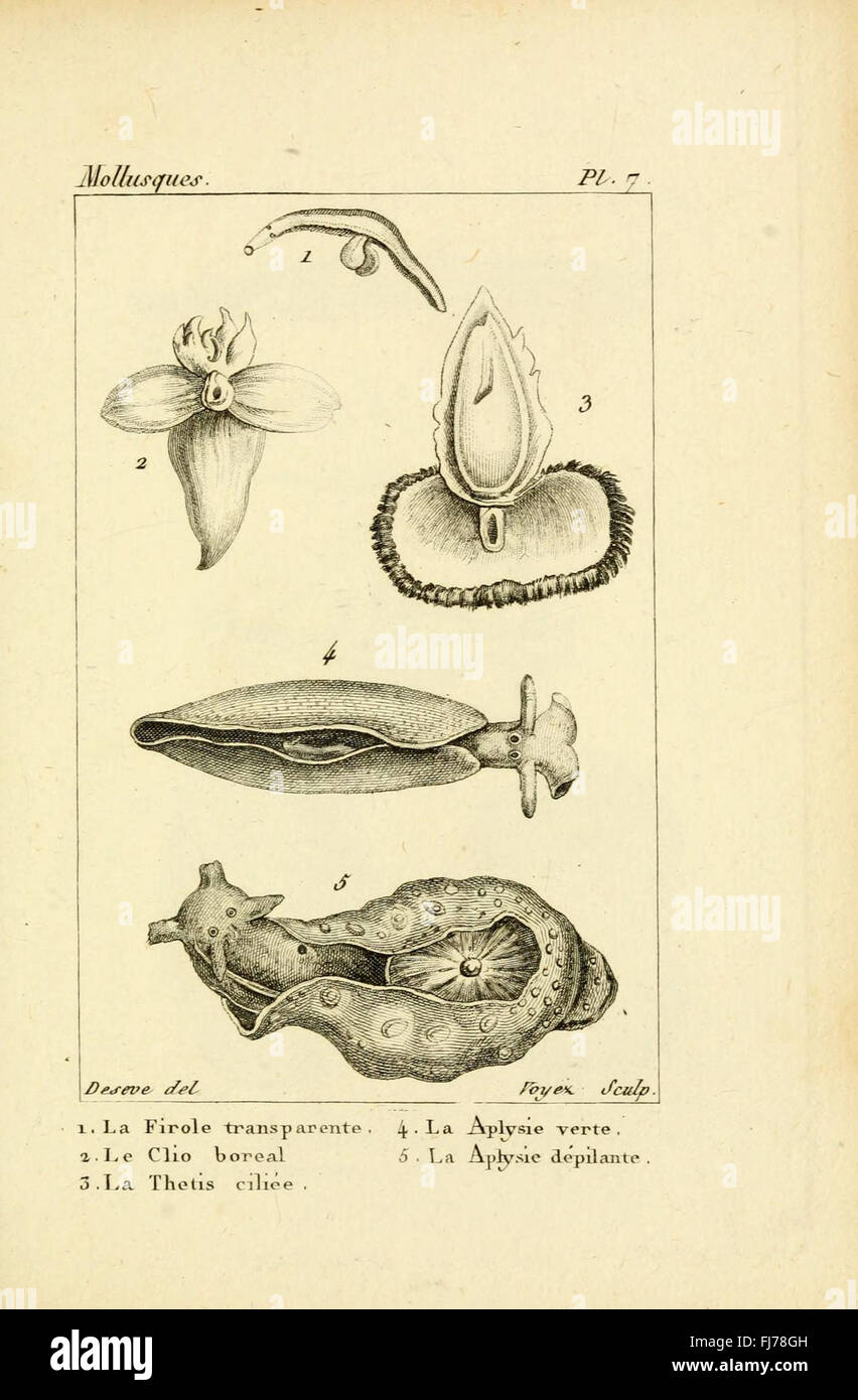 Atlas des Mollusques (pl. 7) Stockfoto