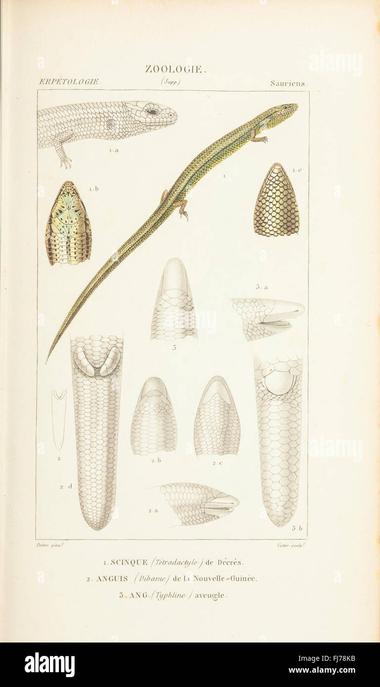 Ein zoologischer atlas mit Arten und Klassifizierungen verschiedener Tiergruppen, Museum Victoria Stockfoto