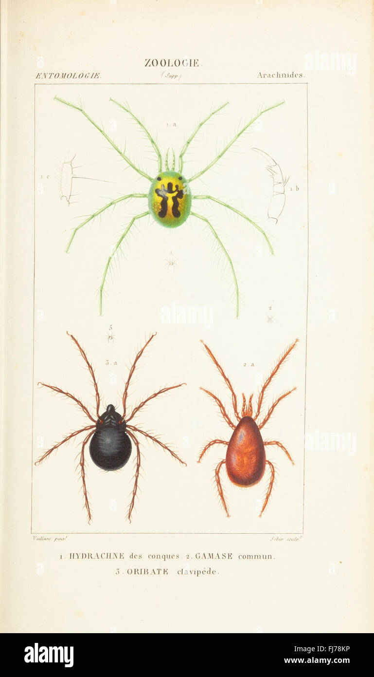 Atlas de Zoologie: Ein zoologischer atlas mit umfassenden Studien und Illustrationen von Tierarten, katalogisiert vom Museum Victoria Stockfoto