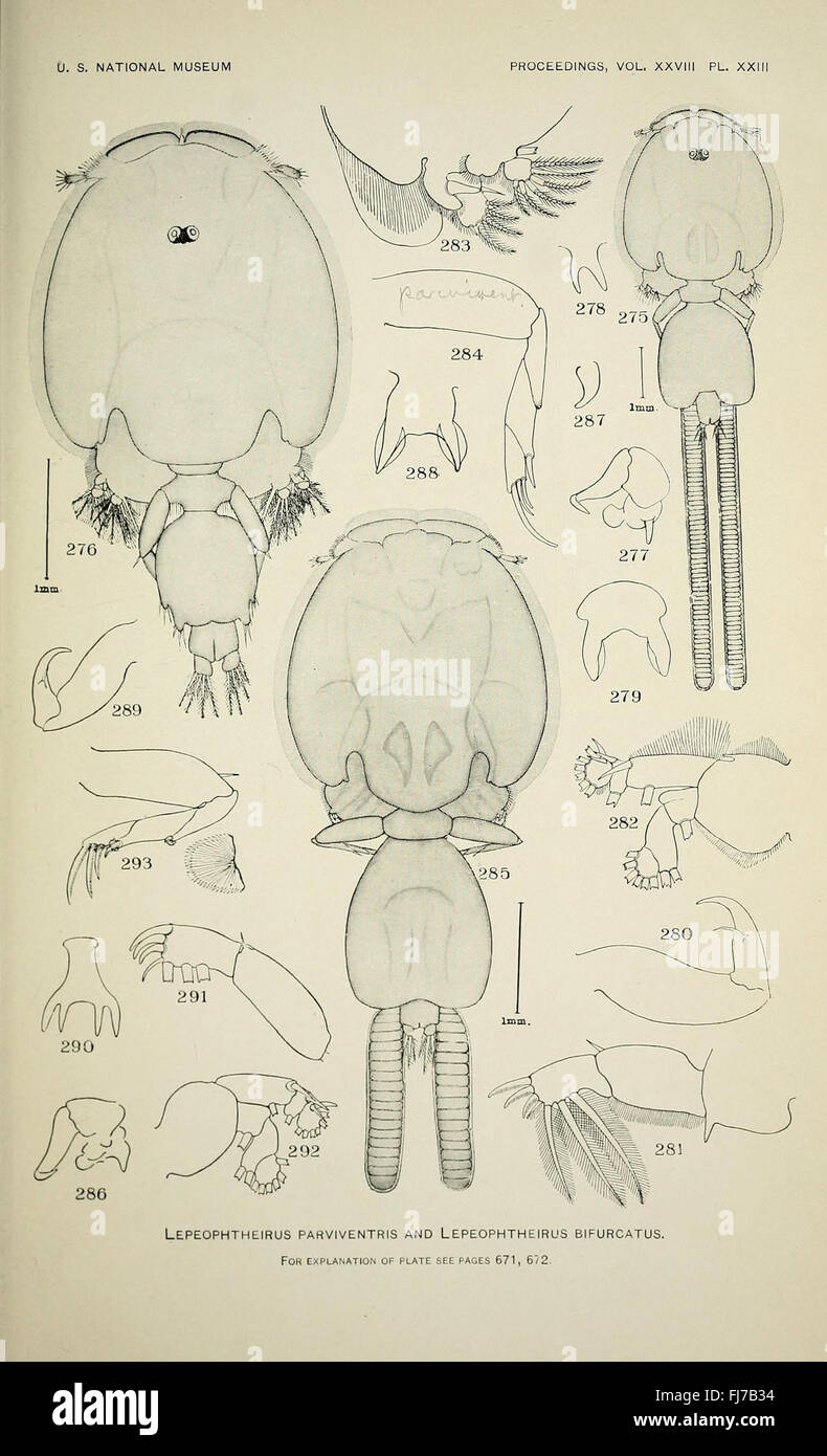 Nordamerikanische parasitischen Copepoden aus der Familie Caligidae (pl. XXIII) Stockfoto