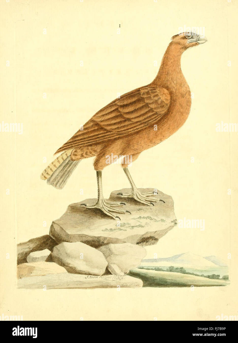 Nouvelles Illustrationen de zoologie Stockfoto