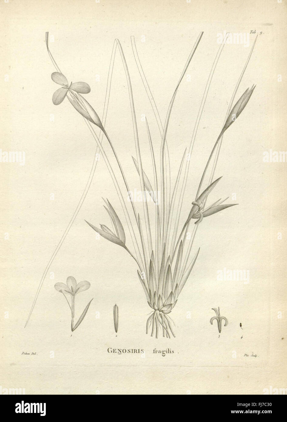 NovC3A6 HollandiC3A6 Plantarum Probe (Tab. 9) Stockfoto