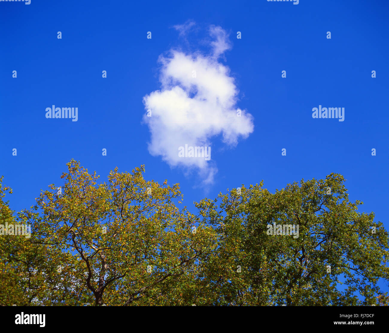Kleine, weiße, Kumuluswolke, blauer Himmel und Herbst Blätter, Virginia Water, Surrey, England, Vereinigtes Königreich Stockfoto