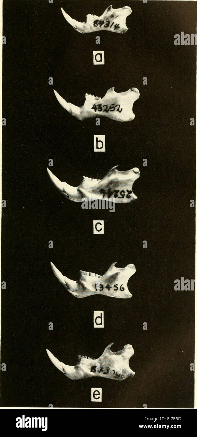 Proceedings of United States National Museum (1960) Stockfoto