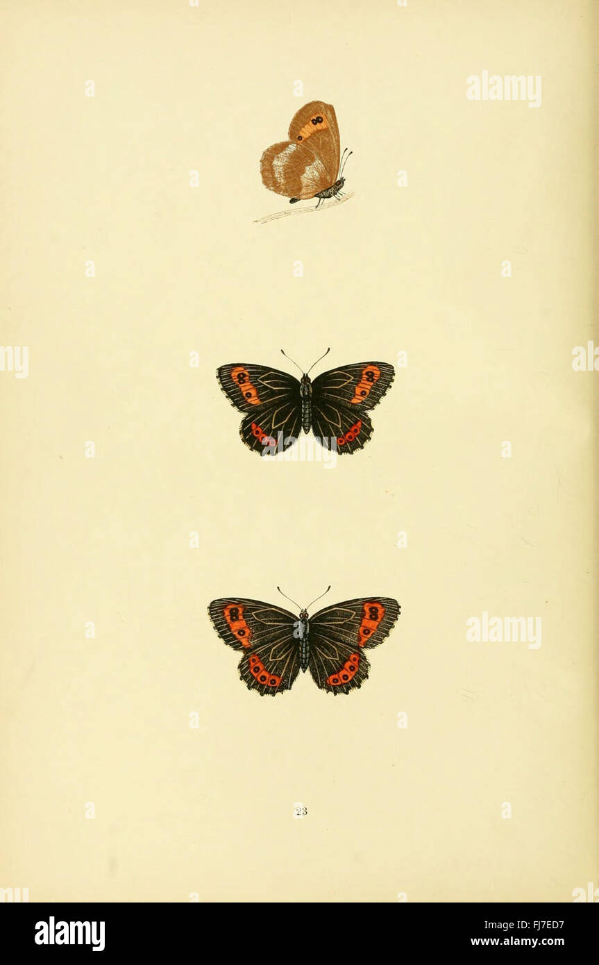 Eine Geschichte der britischen Schmetterlinge Stockfoto