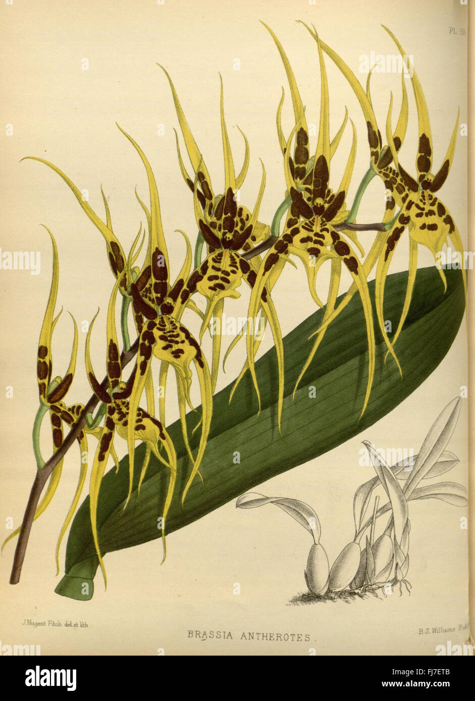 Eine botanische Zeitschrift mit detaillierten Illustrationen und Beschreibungen von Orchideenarten, zusammengestellt von Robert Warner und Benjamin Samuel Williams. Stockfoto