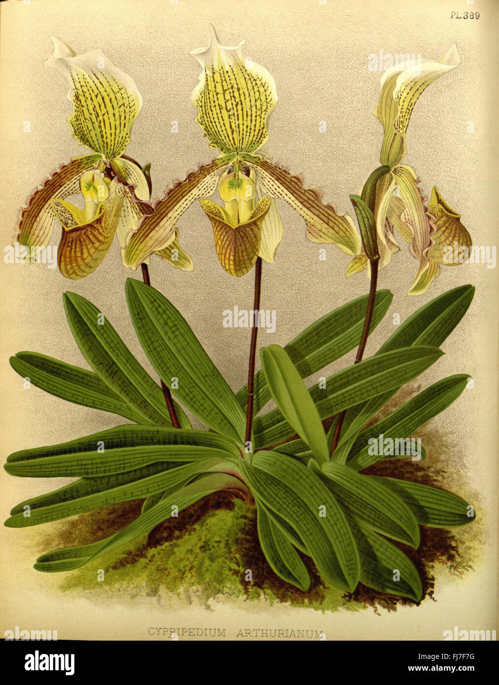 R. Warner & B.S. Williams - Orchidee Album - Volume 09 - pla Stockfoto