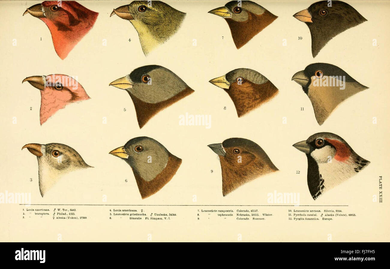Eine Geschichte der nordamerikanischen Vögel Stockfoto