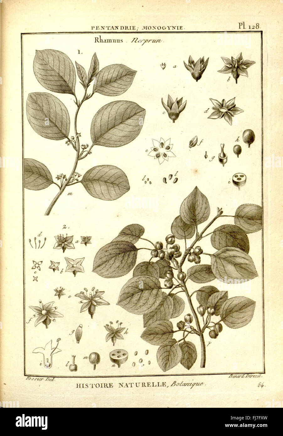 Eine Illustration aus *Recueil de planches de botanique de l'encyclopédie*, einer botanischen Enzyklopädie, die verschiedene Pflanzen in detaillierten Stichen zeigt. Stockfoto