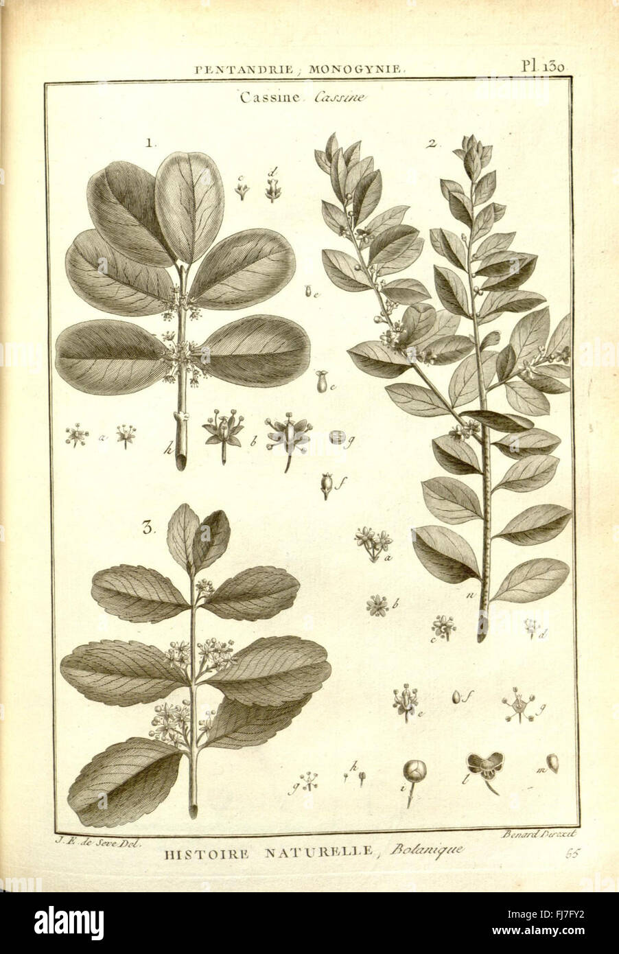 Eine botanische Sammlung aus der Enzyklopädie, die verschiedene Pflanzenarten veranschaulicht und ihre botanischen Eigenschaften beschreibt. Stockfoto