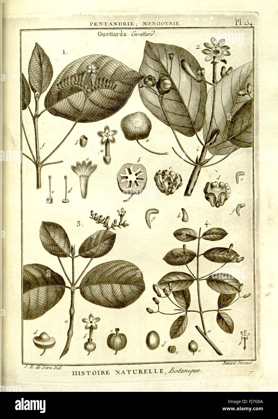Diese botanische Sammlung aus der Encyclopédie zeigt Illustrationen und Klassifizierungen verschiedener Pflanzenarten. Es bietet frühzeitige botanische Forschung mit Schwerpunkt auf Pflanzentaxonomie, Entdeckung und globale Vielfalt der Flora sowie Erhaltung und Identifizierung von Pflanzenarten. Stockfoto