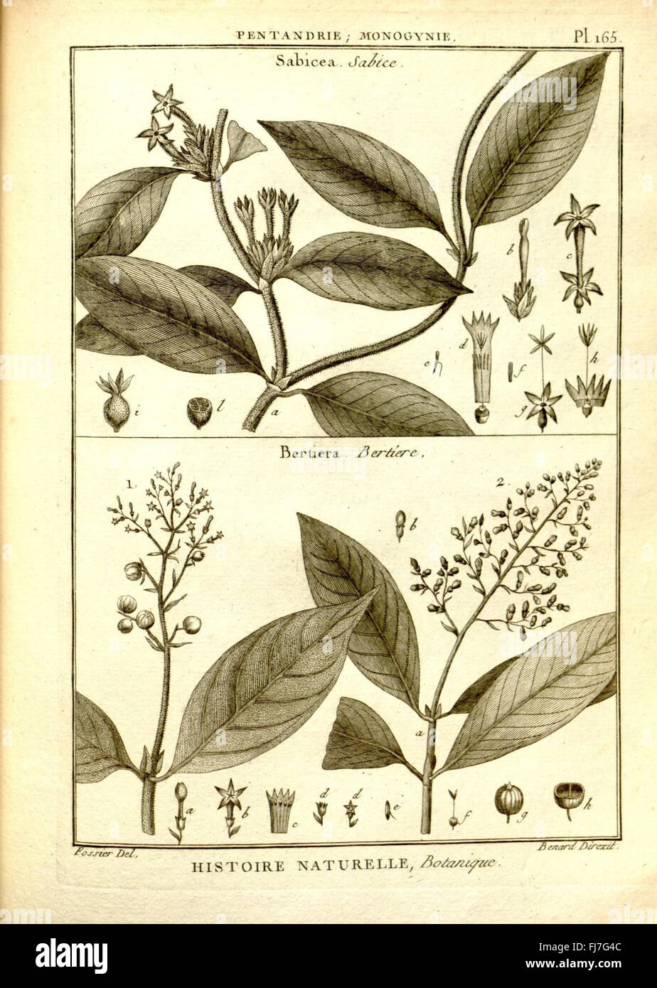 Recueil de planches de botanique de l'encyclopédie (PL. 165), Dictionaries, Missouri Botanical Garden, Peter H. Raven Library, Pictorial Works, Plants Stockfoto