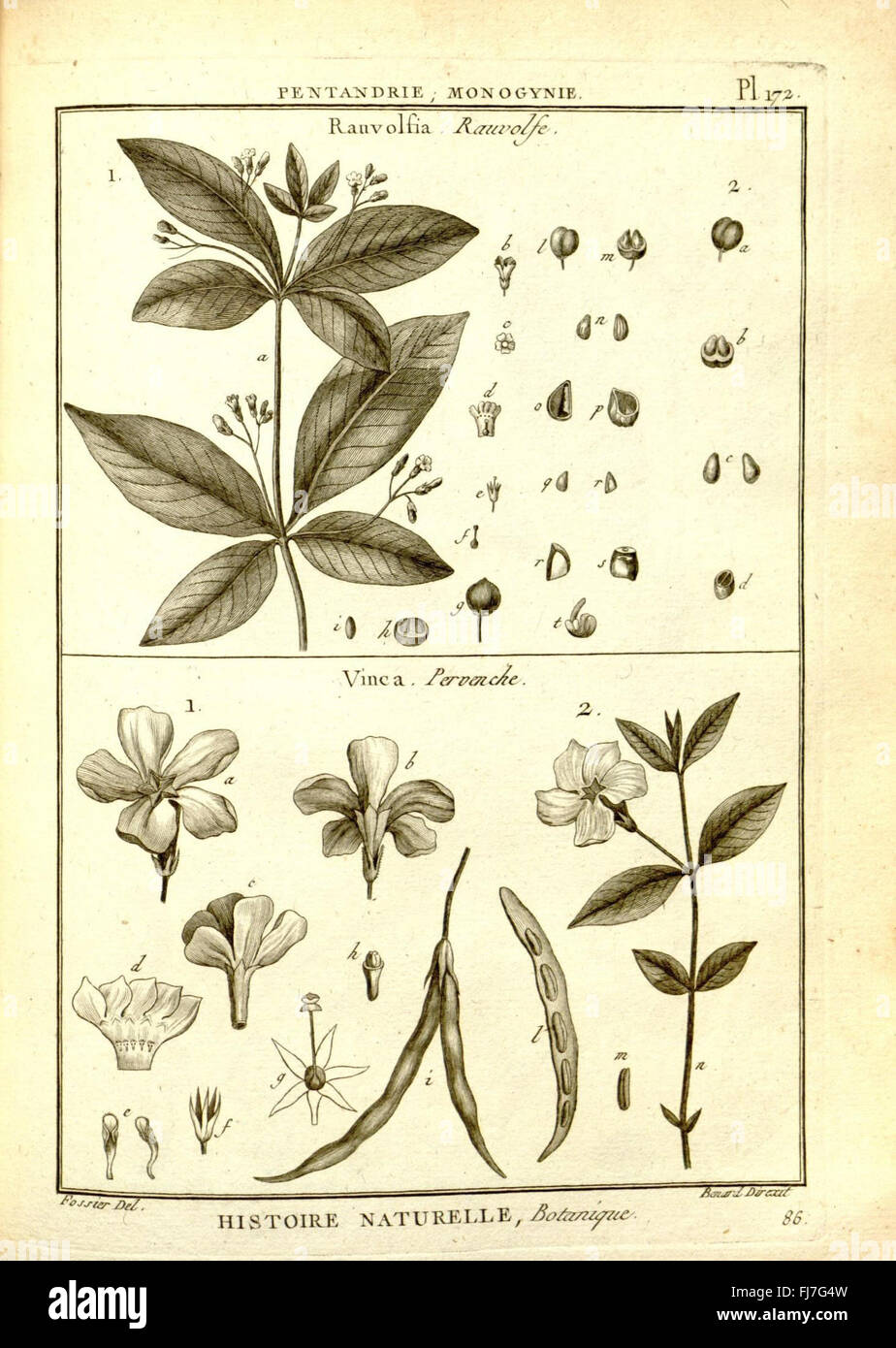 Recueil de planches de botanique, eine illustrierte Arbeit aus der Enzyklopädie, die sich mit Pflanzenarten und deren Klassifizierung für die botanische Studie befasst. Stockfoto