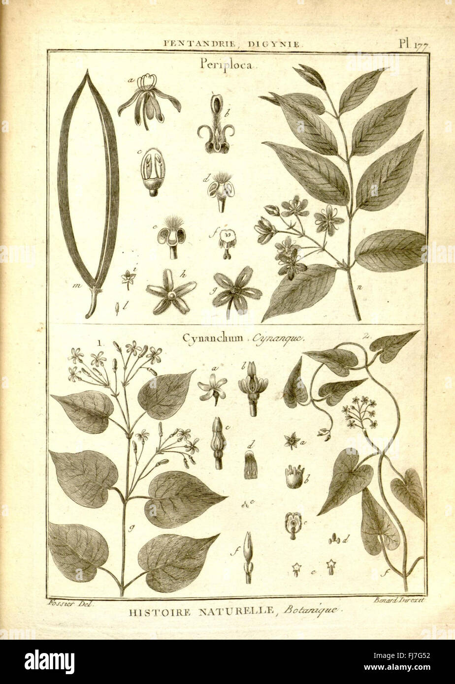 Illustration aus dem „Recueil de Planches de Botanique“, einer