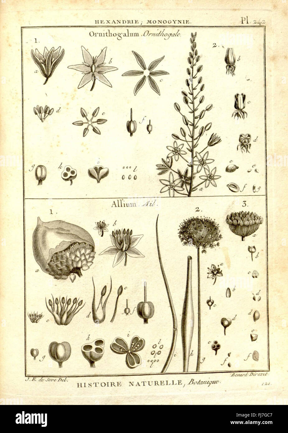 Recueil de Planches de Botanique: Eine frühe botanische Enzyklopädie mit Platten Stockfoto