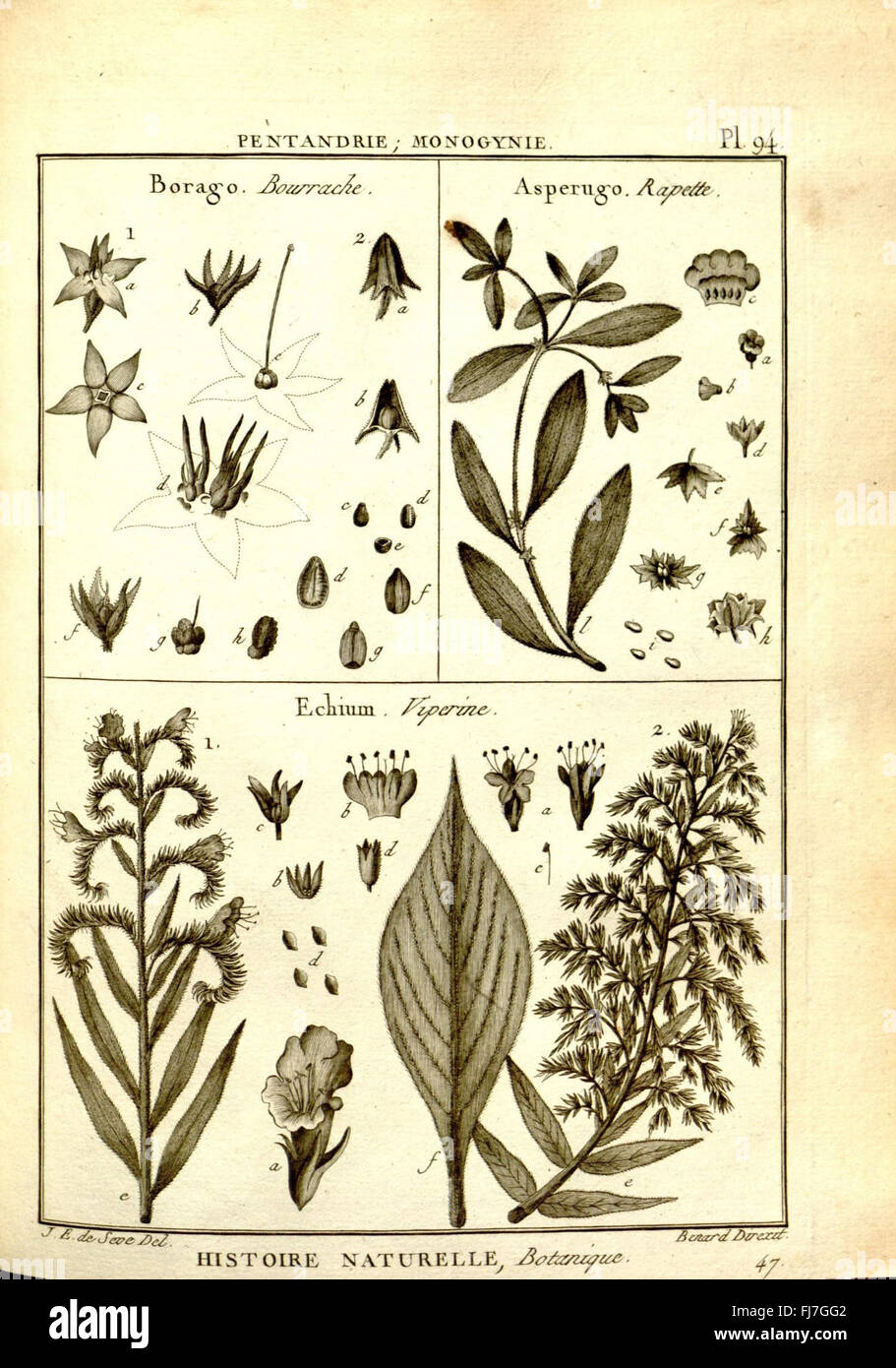 Eine Illustrationssammlung aus der botanischen Enzyklopädie, in der verschiedene Pflanzenarten und ihre detaillierten Beschreibungen dargestellt werden. Stockfoto