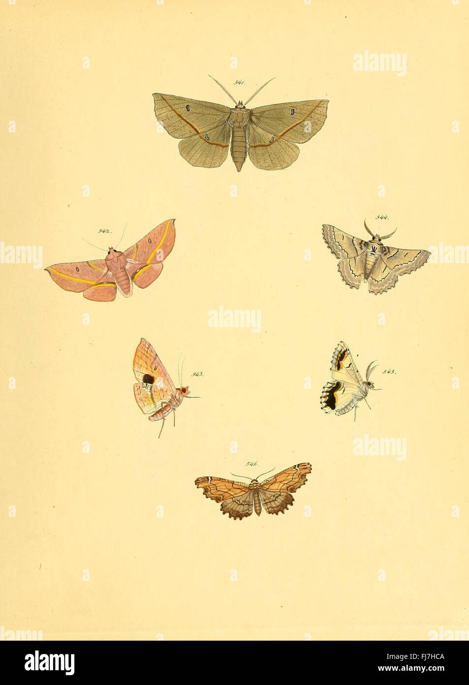 Sammlung Neuer Oder Wenig Bekannter aussereuropC3A4ischer Schmetterlinge (Platte 118) Stockfoto
