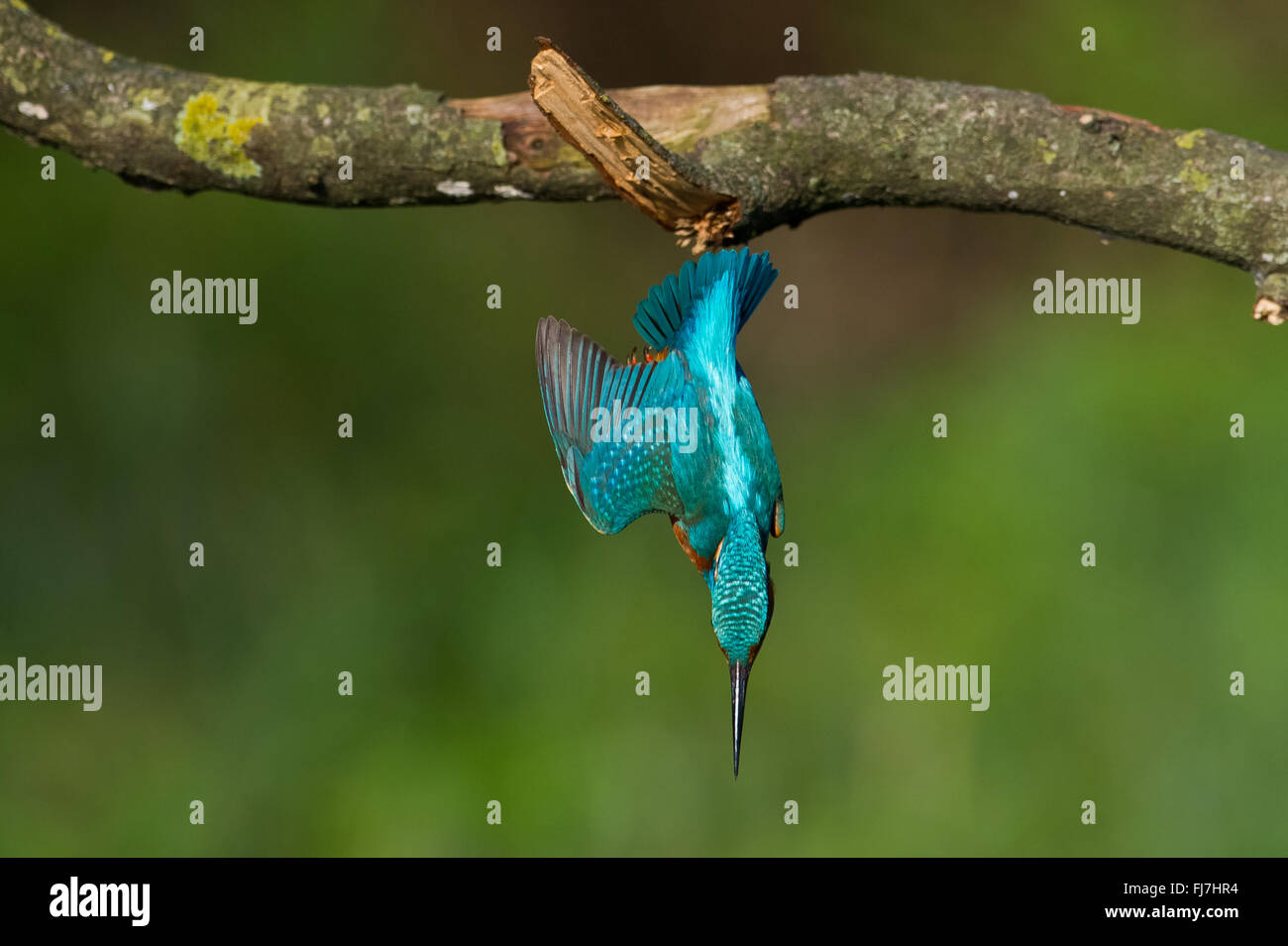 Treviso, Italien. 14. November 2014. Der Eisvogel (Alcedo Atthis) gerne bleiben auf den Ästen in der Nähe von Sümpfen, dass man ins Wasser tauchen und kleine Fische zu fangen. © Massimo Morelli/Pacific Press/Alamy Live-Nachrichten Stockfoto