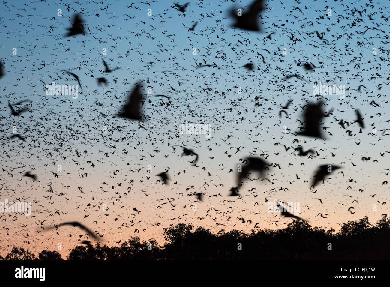 Bewegungsunschärfe von Little Red-Flughund (Pteropus Scapulatus) aus ihren Schlafplatz nach Sonnenuntergang fliegen um im Wald zu suchen. Diese massive Kolonie, schätzungsweise etwa 100.000 Fledermäuse zum Gipfel nahm Wohnsitz entlang des wilden Flusses Heberton irgendwann Anfang Dez. 2013 mit der Masse Blüte der Eukalyptusbäume oder im Landesinneren weiß Mahagoni bei den kleinen roten sucht ihren Nektar und Pollen.  Von The Little Red Flying-Fox ist eine Art von Megabat in nördlichen und östlichen Australien heimisch. Mit einem Gewicht von 280-530 Gramm (9,9 – 18,7 oz) ist es der kleinste Flying Fox in dem australischen Festland (die anderen werden die Stockfoto