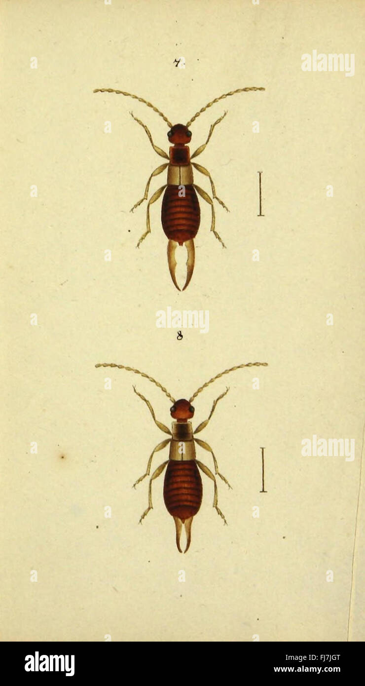 Symbola Faunae Insectorum Helvetiae Exhibentia Vel Arten Novas Vel Nondum depictas Stockfoto