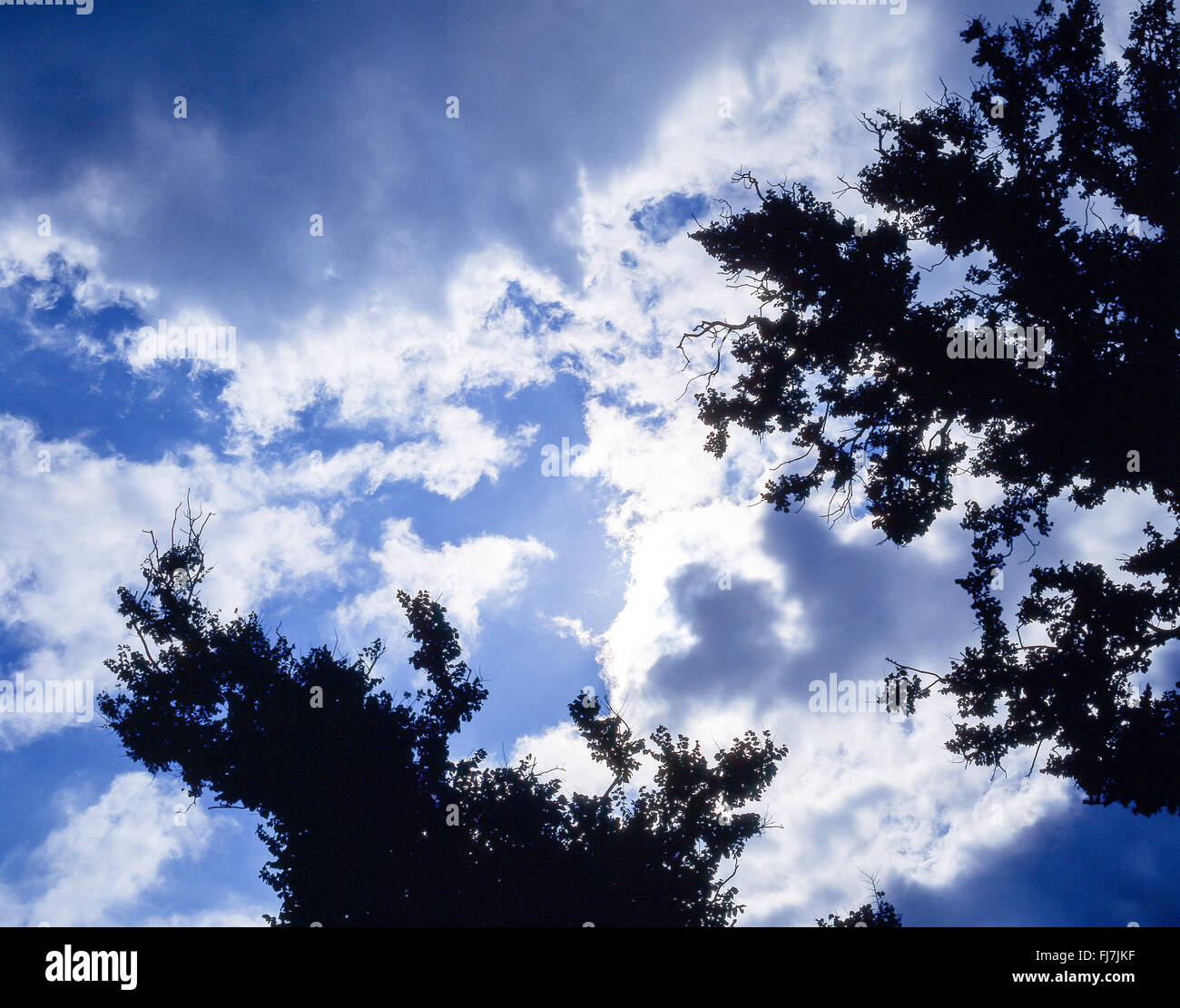 Verdunkelten Himmel durch Bäume, Berkshire, England, Vereinigtes Königreich Stockfoto