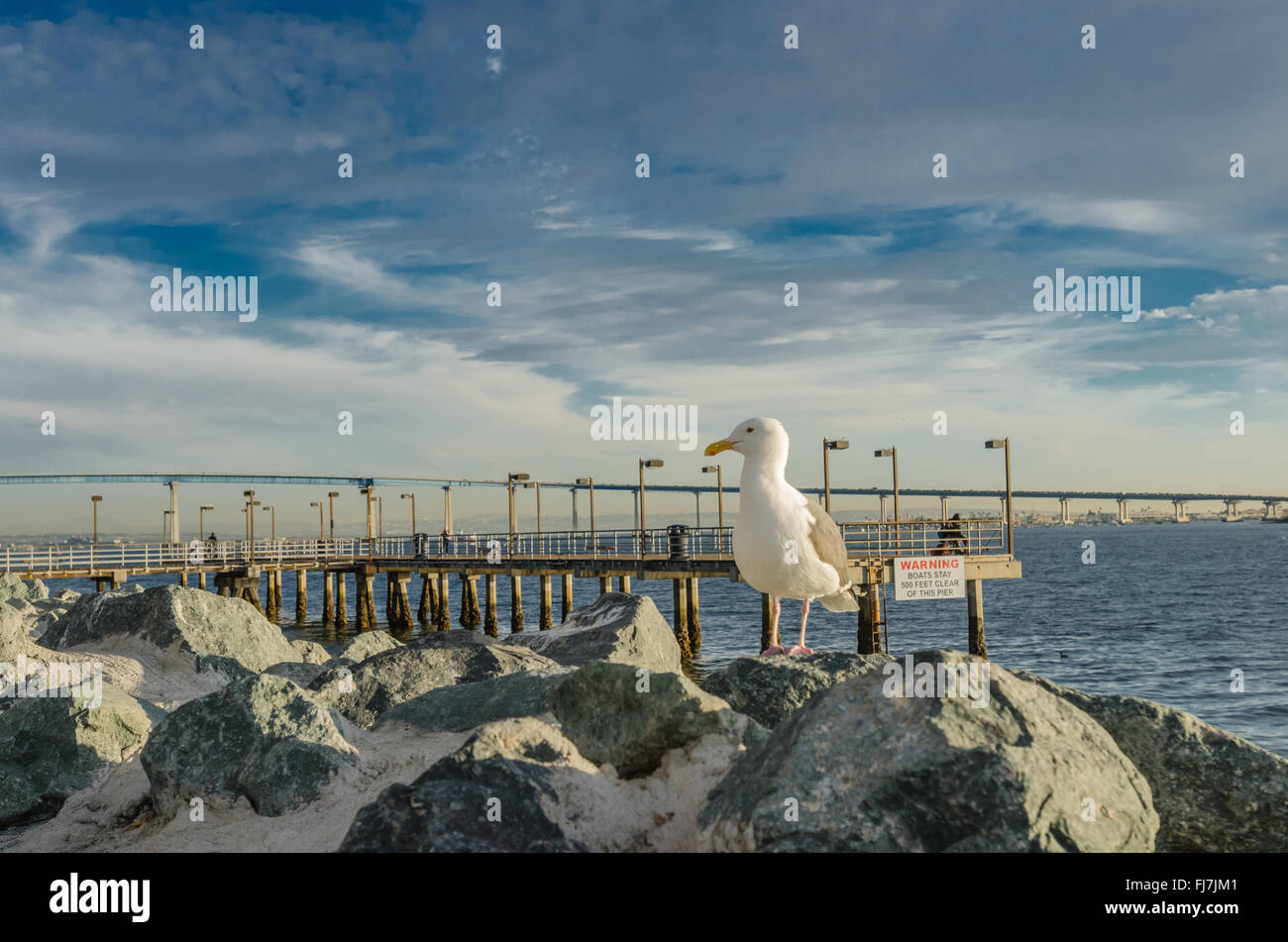 Möwe auf Felsen mit Blick auf die Links in der Nähe von Hafen von San Diego Stockfoto