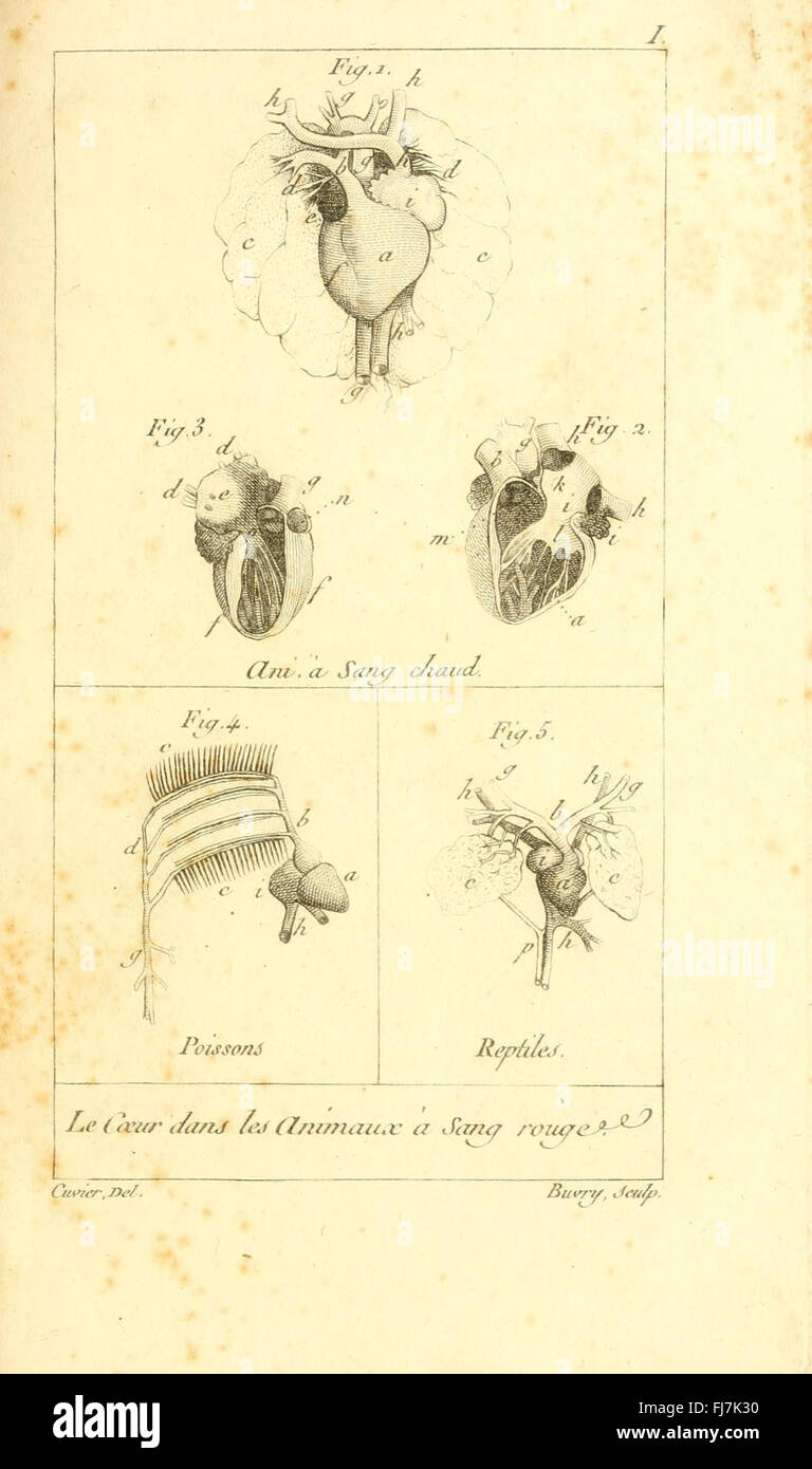 Eine illustrierte Tabelle mit den Grundprinzipien der Naturgeschichte, wobei der Schwerpunkt auf Tierarten und deren Klassifizierungen liegt. Smithsonian Libraries Stockfoto