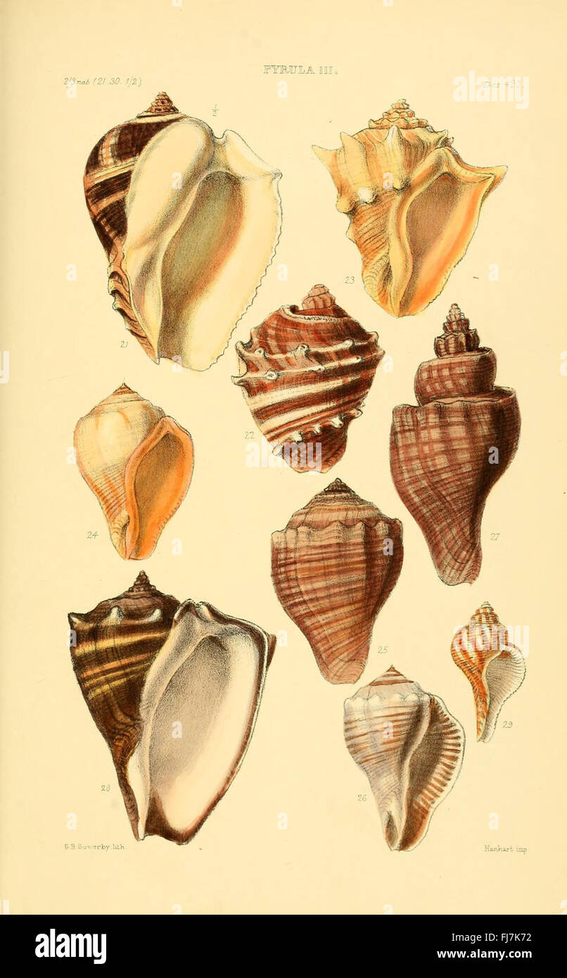 Thesaurus Conchyliorum oder Monographien der Gattungen von Muscheln Stockfoto