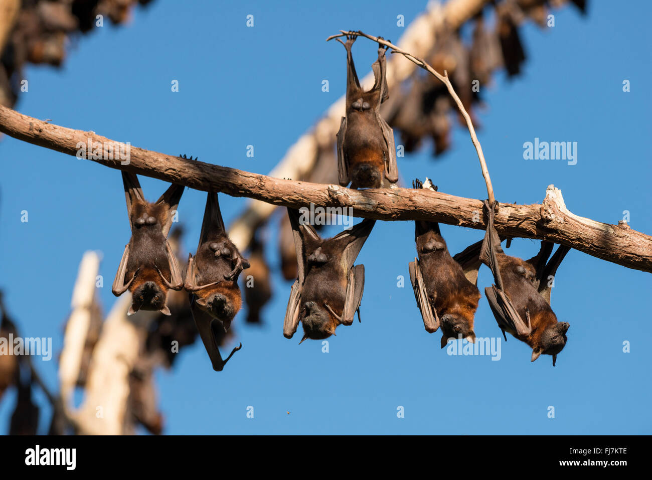 Kleine rote Flughund (Pteropus Scapulatus) Füchse Schlafplatz auf im inland weißen Mahagoni, Eukalyptus-Bäume und leicht erschreckt zu fliegen.  Diese massive Kolonie, schätzungsweise etwa 100.000 Fledermäuse zum Gipfel nahm Wohnsitz entlang des wilden Flusses Heberton irgendwann Anfang Dez. 2013 mit der Masse Blüte der Eukalyptusbäume oder im Landesinneren weiß Mahagoni bei den kleinen roten sucht ihren Nektar und Pollen.  Little Red Flying-Fox ist eine Art von Megabat in nördlichen und östlichen Australien heimisch. Mit einem Gewicht von 280-530 Gramm (9,9 – 18,7 oz) ist es der kleinste Flying Fox in dem australischen Festland (die anderen b Stockfoto