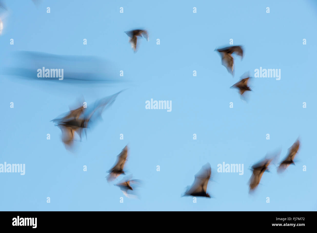 Kleine rote-Flughund (Pteropus Scapulatus) fliegen mit Motion blur. Diese massive Kolonie, schätzungsweise etwa 100.000 Fledermäuse zum Gipfel nahm Wohnsitz entlang des wilden Flusses Heberton irgendwann Anfang Dez. 2013 mit der Masse Blüte der Eukalyptusbäume oder im Landesinneren weiß Mahagoni bei den kleinen roten sucht ihren Nektar und Pollen.  Von The Little Red Flying-Fox ist eine Art von Megabat in nördlichen und östlichen Australien heimisch. Mit einem Gewicht von 280-530 Gramm (9,9 – 18,7 oz) ist es der kleinste Flying Fox in dem australischen Festland (die anderen sind schwarz und grau-headed brillentragende Flughunde). Stockfoto