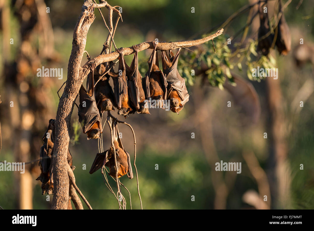 Kleine rote Flughund (Pteropus Scapulatus) Schlafplatz auf Mahagoni, Eukalyptus-Bäume im Landesinneren weiß und leicht erschreckt zu fliegen. Sie brachen die Bäume mit Tausenden von ihnen stark auf Bäume monatelang bleiben. Diese massive Kolonie, schätzungsweise etwa 100.000 Fledermäuse zum Gipfel nahm Wohnsitz entlang des wilden Flusses Heberton irgendwann Anfang Dez. 2013 mit der Masse Blüte der Eukalyptusbäume oder im Landesinneren weiß Mahagoni bei den kleinen roten sucht ihren Nektar und Pollen.  Little Red Flying-Fox ist eine Art von Megabat in nördlichen und östlichen Australien heimisch. Mit einem Gewicht von 280-530 Gramm Stockfoto