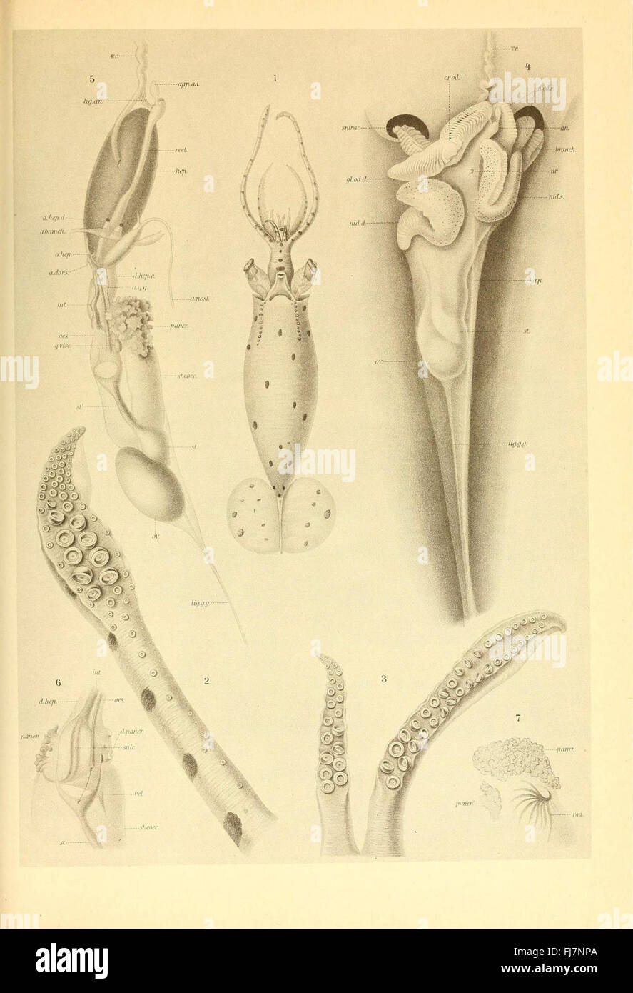 Eine Illustration aus „die Cephalopoda“, Platte LII, zeigt verschiedene Kopffüßerarten, eine Klasse von Weichtieren einschließlich Tintenfischen und Tintenfischen Stockfoto