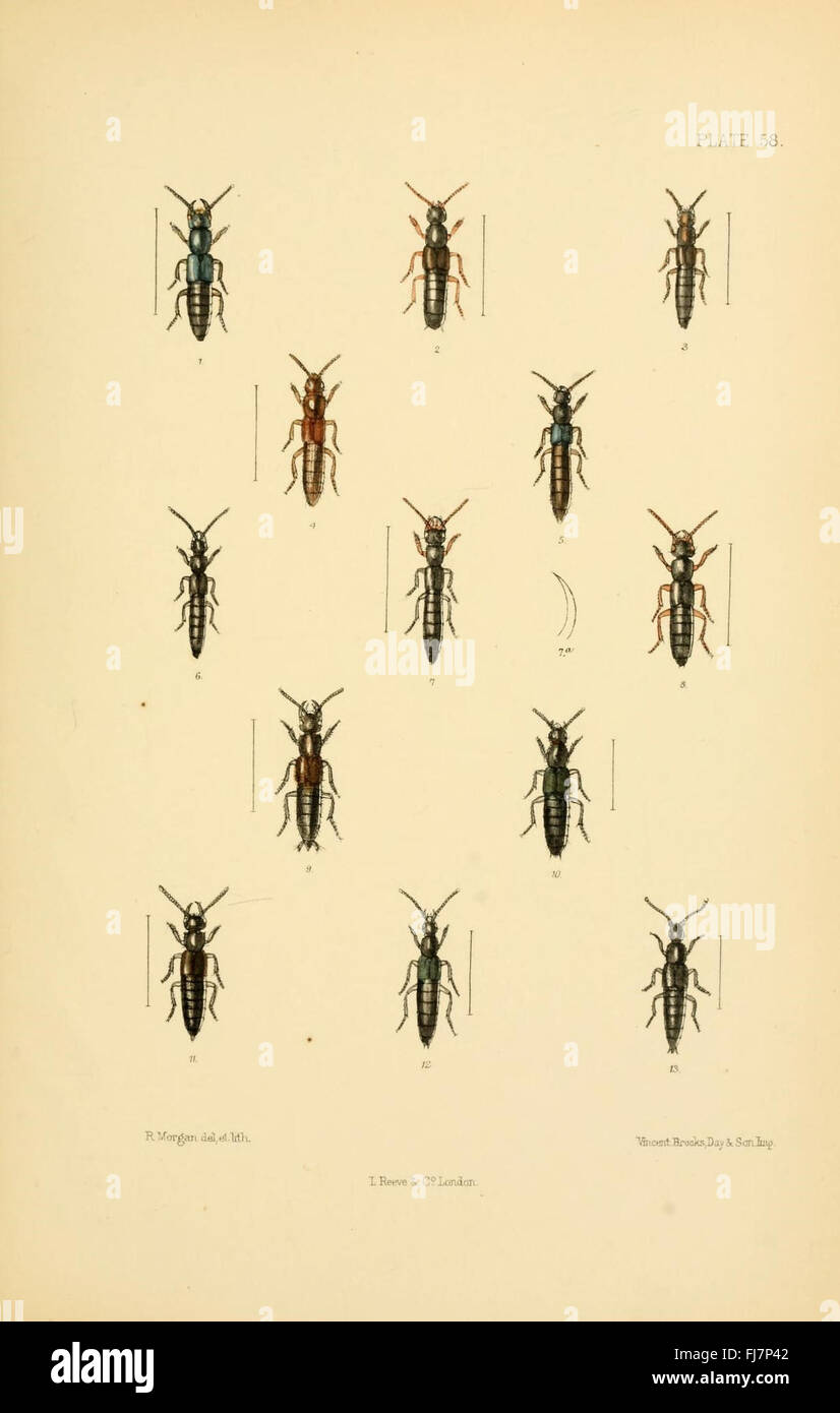 Eine umfassende Arbeit über die auf den Britischen Inseln gefundenen Käfer (Coleoptera) mit detaillierten Abbildungen und Artenidentifizierungsleitfäden. Stockfoto
