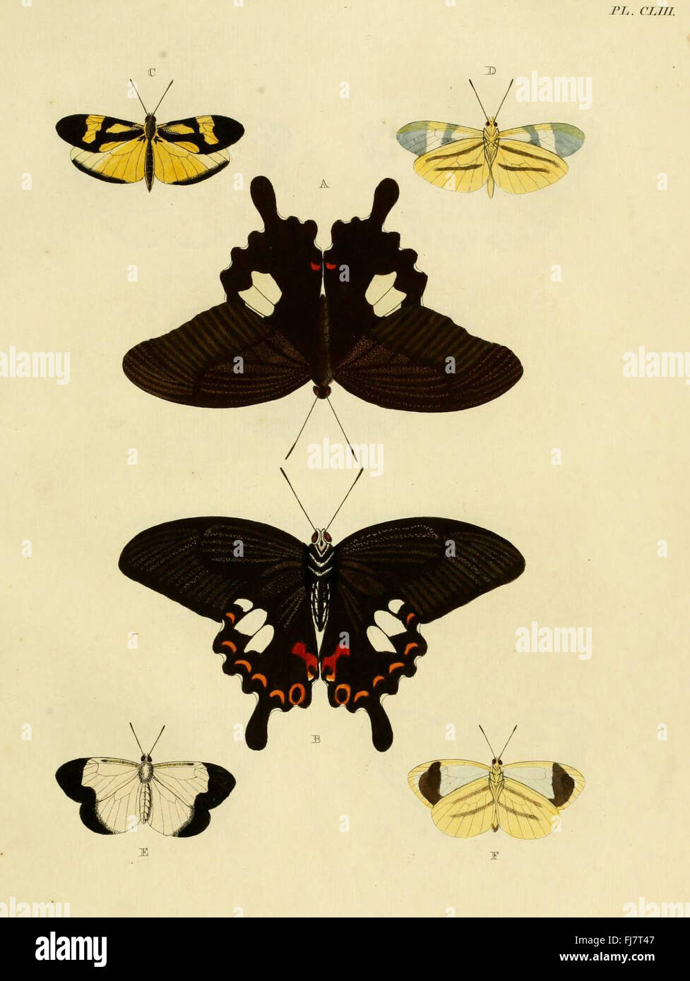 Eine Ergänzung zu den Arbeiten über fremde Schmetterlinge mit Illustrationen exotischer Motten aus Suriname Stockfoto