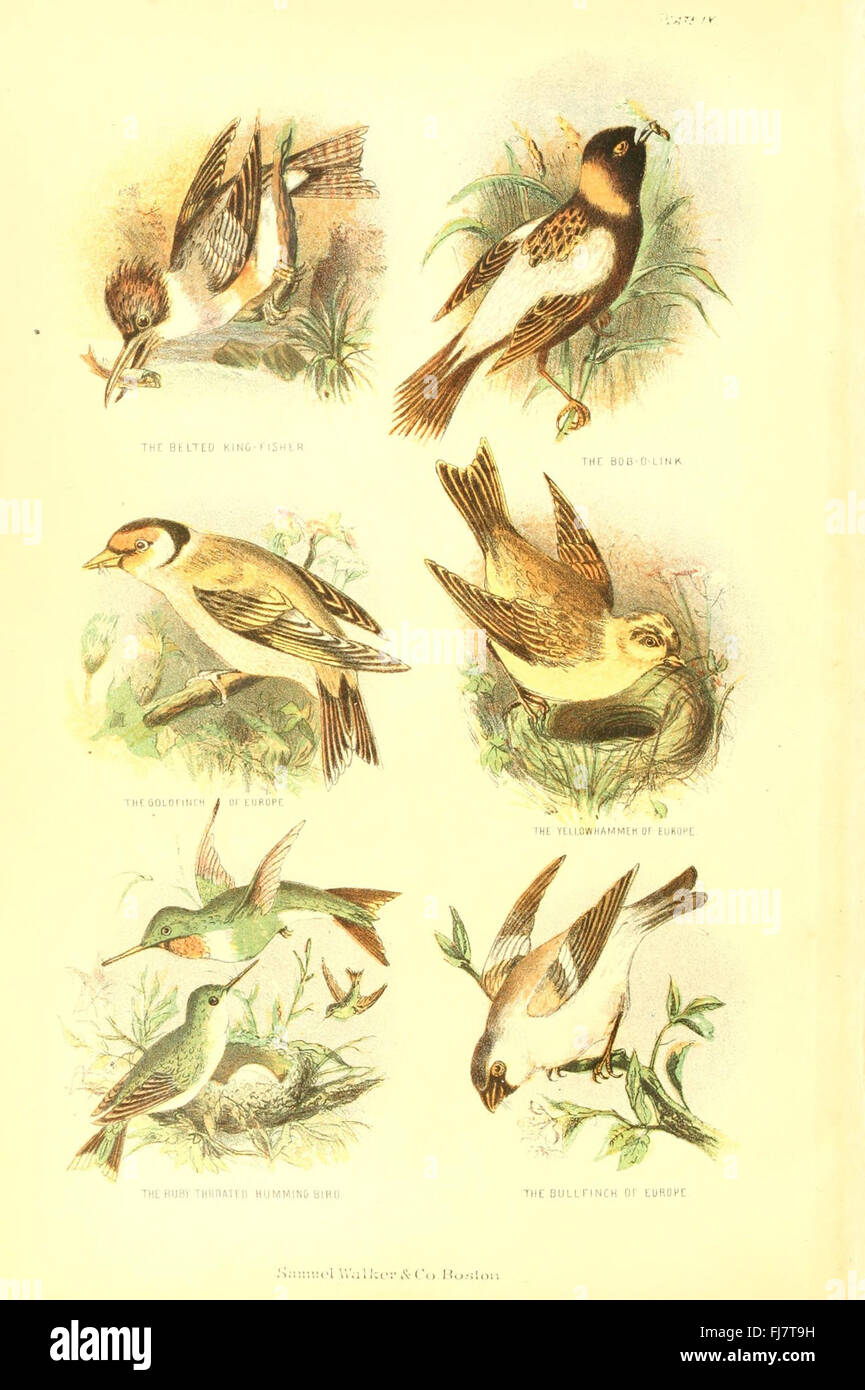 Ein umfassender Leitfaden für lebende Organismen Stockfoto