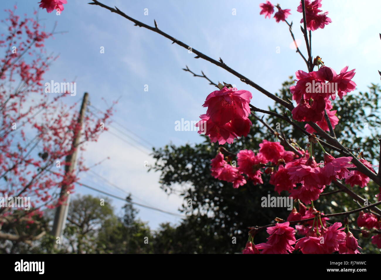 Blume Stockfoto