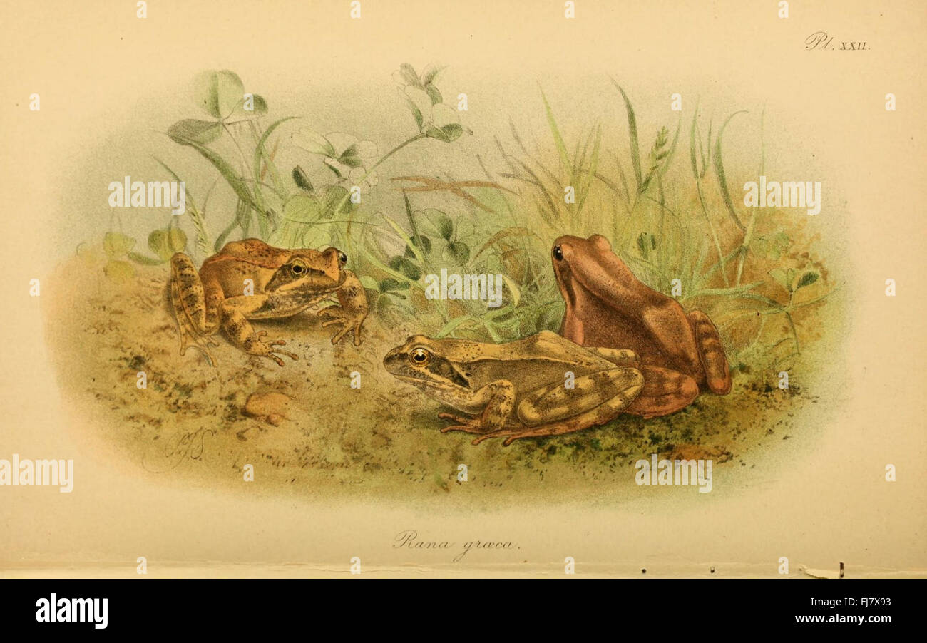 Die schwanzlosen Amphibien Europas (pl. XXII) Stockfoto