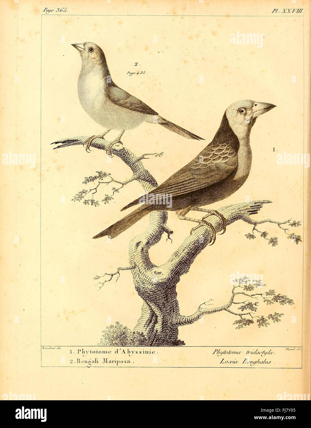 Eine umfassende und elementare Arbeit zur Ornithologie, die die ...