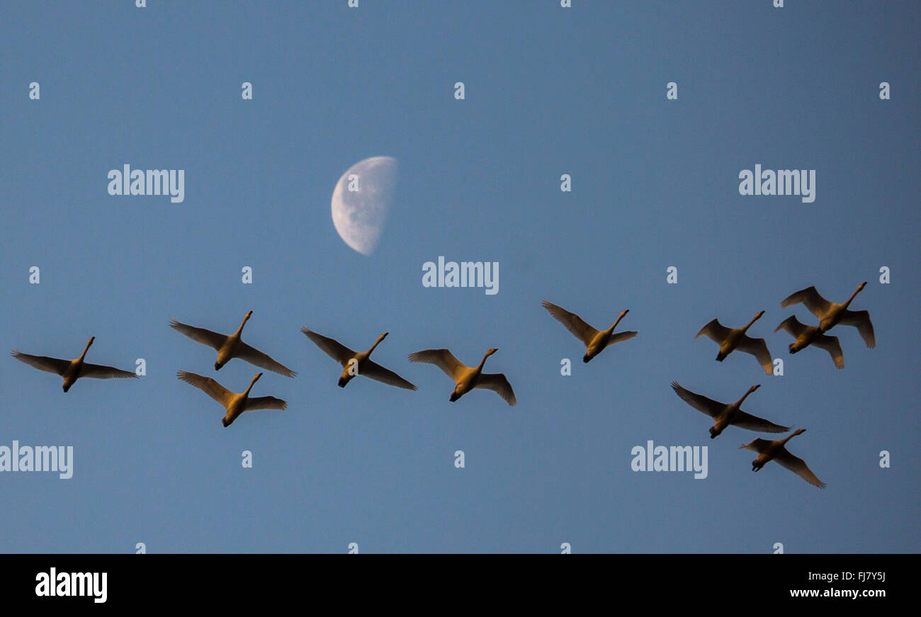 (160301)--DUCHANG, März. 1, 2016 (Xinhua)--Schwäne fliegen unter dem Mond in Duchang County, Osten Chinas Jiangxi Provinz, 1. März 2016. (Xinhua/Fu Jianbin) (Ry) Stockfoto