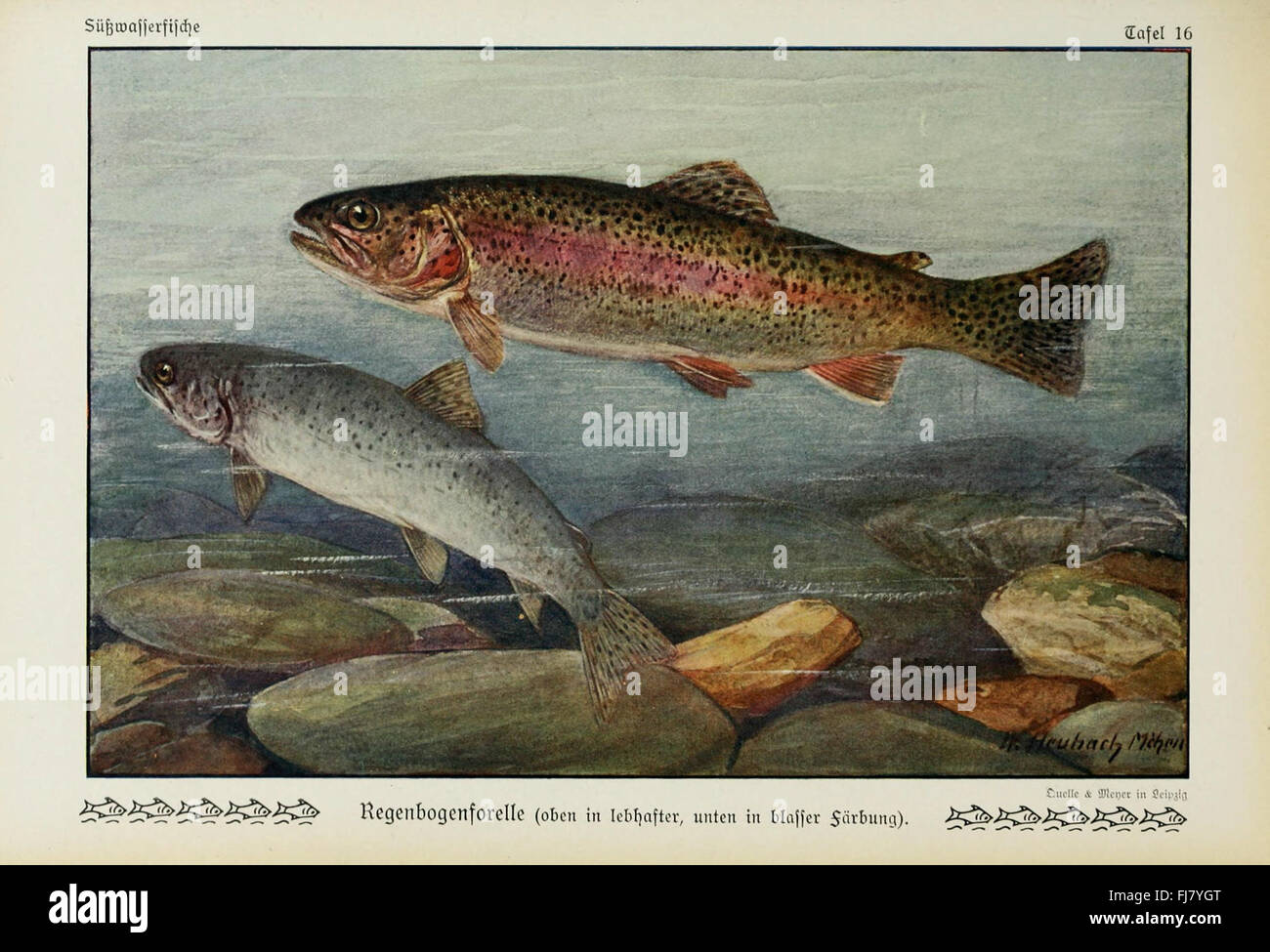 Unsere SC3BCC39Fwasserfische (Tafel 16) Stockfoto